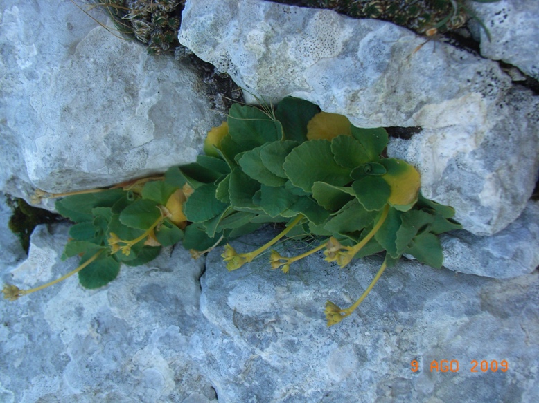 Saxifraga? no, Primula auricula